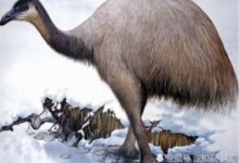 這個物種曾是未知，光是體重就達到800公斤，世界上最重的鳥類-頭條楓林網