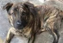 那些瀕臨滅絕的中國土狗，你知道幾個？-頭條楓林網