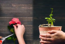 如何让玫瑰的生命得以延续，那颗圆圆胖胖的可爱马铃薯就是解药。-頭條楓林網