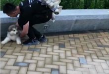 主人帶兩隻小阿拉出來玩，看到後面狗狗生無可戀的表情時，笑噴了-頭條楓林網