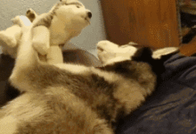 繼哈士奇之後，又一隻金毛瘋了...-頭條楓林網