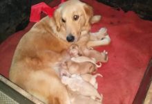 金毛犬生下10隻幼崽，闊綽主人一興奮，村口大擺宴席慶祝-頭條楓林網