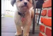 奶奶的假牙不見了，自家小狗露出神秘微笑「這副新牙還挺好用」-頭條楓林網