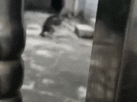 網友在鐵門上看到，二哈在原地不停的轉，被發現後它竟然.....-頭條楓林網