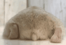 來自小倉鼠的一波背影殺，萌cry~-頭條楓林網