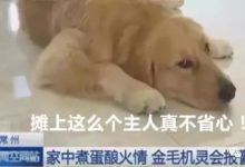 為什麼我不養狗——怕它成精!-頭條楓林網