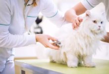 貓咪美容護理的6大要點-頭條楓林網