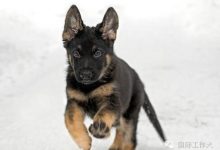 「名字」對狗狗的意義！-頭條楓林網