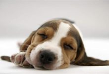 養寵小趣聞：狗沒病有時候拉稀，狗不生病但是拉稀-頭條楓林網