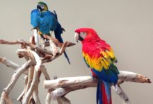 養鸚鵡違法嗎？最長壽的可以活到120歲，但它們卻會自殘-頭條楓林網