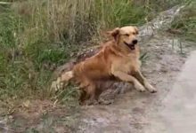 村裡的金毛狗狗厲害了，收田園犬做小弟，橫行霸道沒有對手！-頭條楓林網