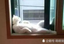 動物們的放空方式，大貓系的簡直少女心爆棚，黑猩猩不愧為祖先-頭條楓林網