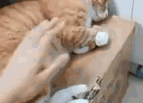 鏟屎官跟橘貓說減肥，結果橘貓很生氣-頭條楓林網