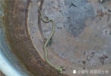 男孩捉到一條小蛇，父母不批評反而表揚他，竟因此發了一筆小財！-頭條楓林網