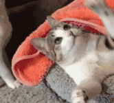 貓咪感覺到來自同伴滿滿的惡意-頭條楓林網