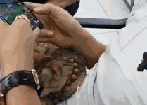 鏟屎官玩遊戲玩得很認真，貓咪很不開心-頭條楓林網