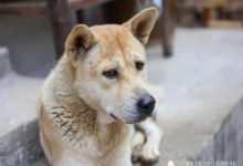 狗狗犯錯主人佯罵要把它燉了，暴躁狗子自己跳進鍋里-頭條楓林網