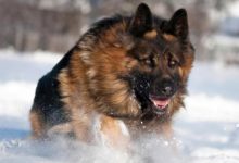 狗狗有這4個「壞習慣」，竟然是聰明的表現！-頭條楓林網