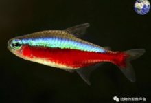 亞馬遜河流域有一種寶蓮燈魚，看起來就像彩虹一樣美麗-頭條楓林網