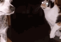 貓咪想偷襲狗狗，結果狗狗轉過頭來-頭條楓林網