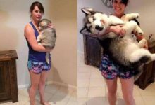 狗狗成長後的對比，哈士奇簡直不忍直視，網友：變化大到我窒息-頭條楓林網