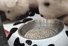 這狗子不純，估計是有哈士奇的血統！-頭條楓林網