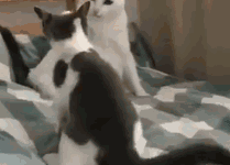 貓咪由於髮型好獃，經常受欺負-頭條楓林網