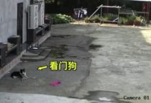 叛徒!這隻邊牧看門狗,不僅跟小偷成了朋友,走時還去送行……-頭條楓林網
