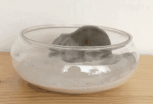 倉鼠的洗澡教程，你get了嗎?-頭條楓林網