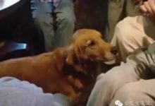 金毛認真秀才藝 結果小朋友竟亂入一把搶走獎勵吃掉-頭條楓林網