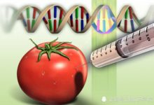 轉基因有害？科學家卻說：應該要正確看待，有它存在的理由-頭條楓林網