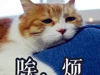 喵星人在家亂尿，被主人教訓後橘貓竟這樣做，網友：成精了！-頭條楓林網