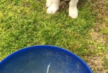 捕蛇者訓練寵物狗遠離毒蛇 汪星人乖巧學習惹人愛-頭條楓林網