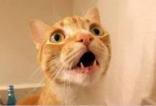 主人給喵星人洗澡，快洗完的時候發生這樣一幕，網友：拳王阿里！-頭條楓林網