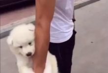 薩摩耶寶寶散步太累直接耍賴，秒變「無尾熊」讓網友們全笑翻！-頭條楓林網