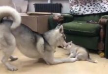 哈士奇的五個孩子只剩一隻，於是它……-頭條楓林網