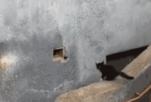 這隻貓咪跳躍竟然沒有失誤-頭條楓林網