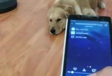 主人說要吃狗肉，下一秒金毛報復起來，主人：馬上住手，我錯了！-頭條楓林網