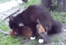 整個貓屆的臉都被這隻貓咪丟光了-頭條楓林網