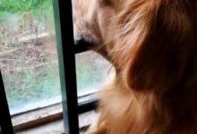 下雨天狗子看著窗外在沉思，這側臉，像極了憂鬱的詩人！-頭條楓林網