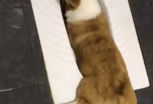 只要是狗就戒不了的事，就算是柯基也不列外！-頭條楓林網