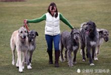 它為狼而生，是狼群最為恐懼的動物，把絞殺狼群當做興趣的猛犬-頭條楓林網