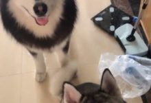 主人要回老家割稻子，二哈和阿拉都捨不得，主人留下了鱷魚的眼淚-頭條楓林網