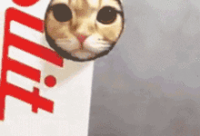 形象代言招募啦！鏟屎官們快來曬出貓主子的萌照，贏取代言人大獎！-頭條楓林網