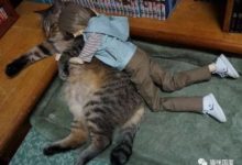 貓咪被抱著睡的感覺真不爽-頭條楓林網