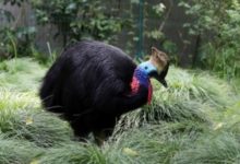 地球上五種最兇猛的鳥類，第一種無人敢惹！-頭條楓林網