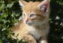 貓凍干牛肉代替生牛肉，貓凍干牛肉能不能代替生牛肉-頭條楓林網