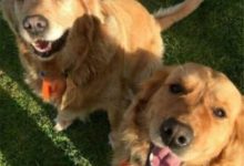 大金毛的暖還真不是浪得虛名，連考拉都被它收服了……-頭條楓林網