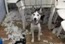 把哈士奇帶到宿舍的女生，以為的「虐哭」沒發生，卻眼前一亮！-頭條楓林網