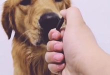 男子用打火機「電」金毛，這一下玩「慘了」！-頭條楓林網